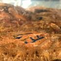 Moluscos vieiras absorben increibles cantidades de nanoplástico en horas