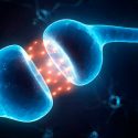 Una misma neurona crea y borra los recuerdos