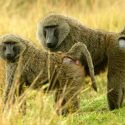 Dos monos sobreviven más de seis meses con corazones de cerdo