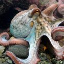 La ciencia sabe que los pulpos son inteligentes, pero aún no sabe por qué