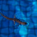 No es un milagro: así es como el gecko consigue caminar sobre las aguas