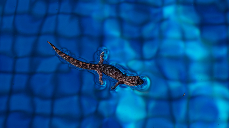 No es un milagro: así es como el gecko consigue caminar sobre las aguas