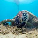 Los microplásticos afectan a todas las especies de tortugas marinas