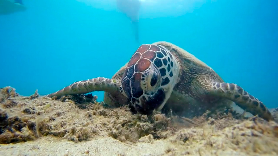 Los microplásticos afectan a todas las especies de tortugas marinas