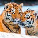 Besos, amistad, venganza... no son exclusivos de humanos: los animales también sienten emociones