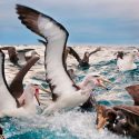 La industria pesquera amenaza con el colapso de las aves marinas