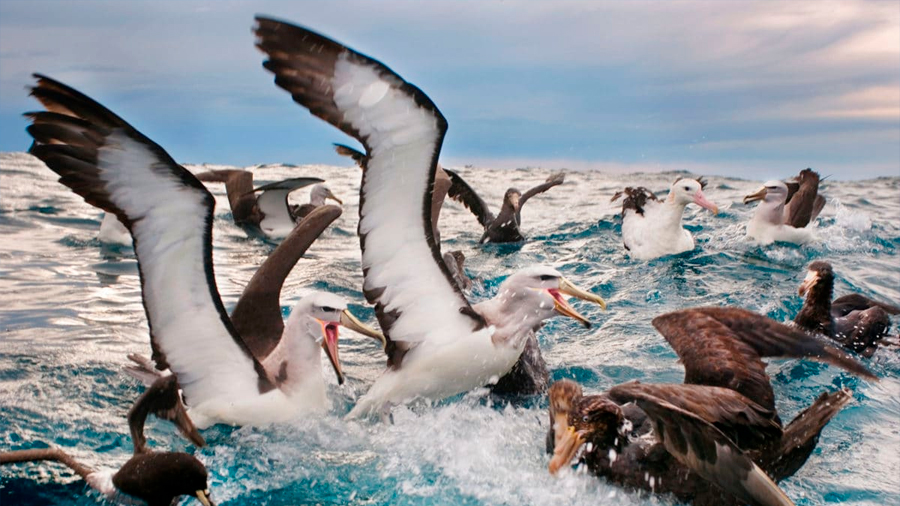 La industria pesquera amenaza con el colapso de las aves marinas