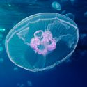 El primer genoma de medusa revela el inicio del complejo plan corporal
