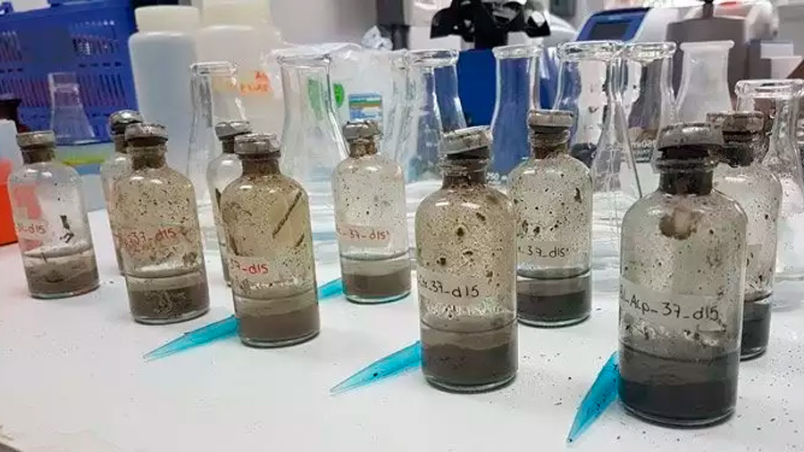 Hallan microorganismos que degradan petróleo en el golfo de México