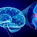 Hallan que la distribución de dos neutransmisores del cerebro cambia en cuanto se abren los ojos