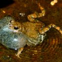 Una especie de anfibio cambia sus rituales de apareamiento en lugares urbanos