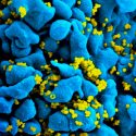 Identificadas pautas para crear anticuerpos universales que neutralicen el VIH y a su brutal mutación