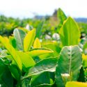 Científicos descubren señal química de socorro entre plantas de té frente a plagas