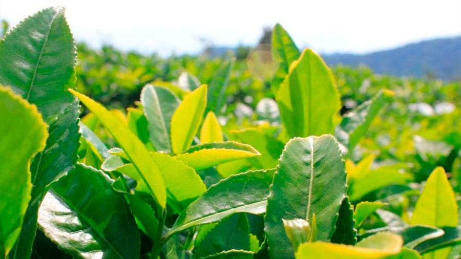 Científicos descubren señal química de socorro entre plantas de té frente a plagas
