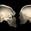 La forma de tu cráneo podría revelar que tan neandertal eres en tus genes