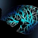 Nueva tecnología permite observar la actividad cerebral vía el agua que rodea a las neuronas