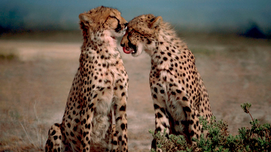 Aplican método de Tinder para que guepardos encuentren pareja cuando están en cautividad