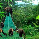 Estudio revela porqué los monos en Costa Rica se están tornando amarillos