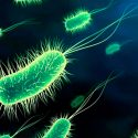 Hallazgo internacional de científica mexicana en el desarrollo de vacuna contra Escherichia coli patógena en humanos