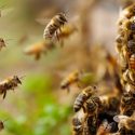 Científicos descubren vacuna para proteger a abejas