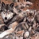 El 2018, año más mortal para el lobo gris mexicano