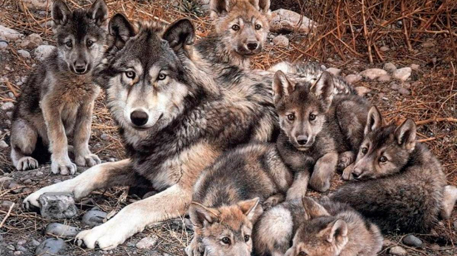 El 2018, año más mortal para el lobo gris mexicano