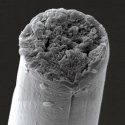 Trasplantan segmentos del ADN arácnido a bacterias y gusanos a fin de crear el hilo de seda de las telarañas