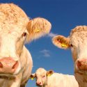 Cambios en agricultura reducirían a la mitad emisiones de gases no CO2