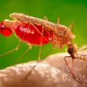 Sedientos de sangre, los mosquitos deshidratados pican con mayor frecuencia