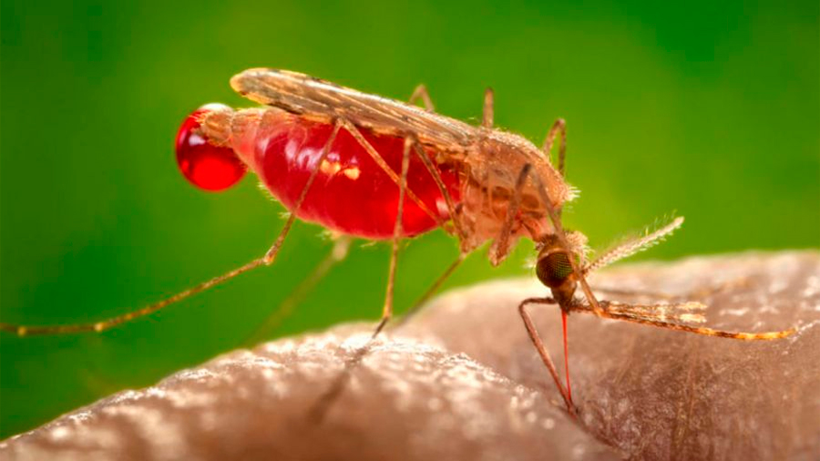 Sedientos de sangre, los mosquitos deshidratados pican con mayor frecuencia
