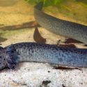 Descubren nueva especie de salamandra gigante