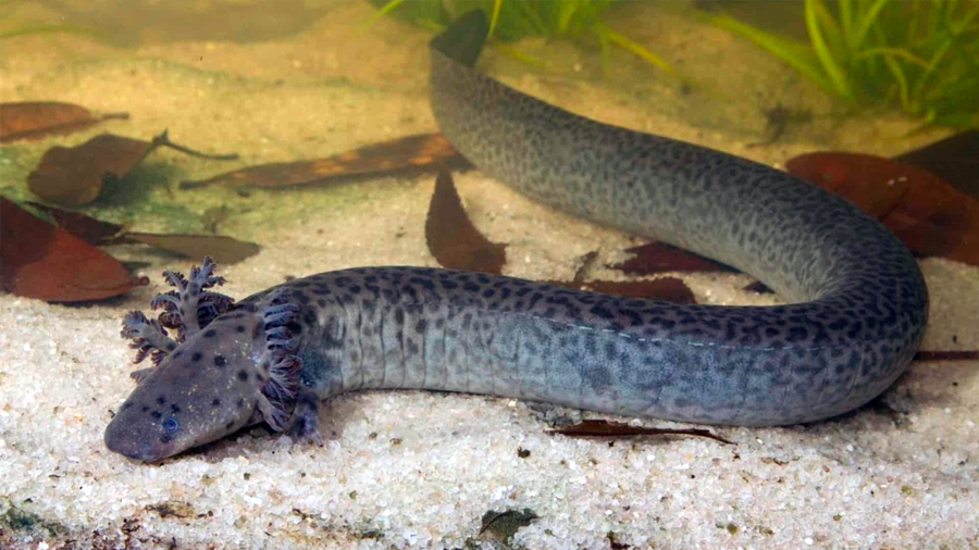 Descubren nueva especie de salamandra gigante