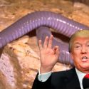Descubren anfibio ciego que entierra la cabeza en la arena y lo nombran como Trump