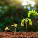 Un material inteligente de construcción crece como las plantas y repara sus propias grietas