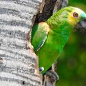 La evolución convirtió a los loros en algo así como los seres humanos del mundo aviar