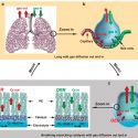 Un diseño inspirado en los pulmones convierte el agua en combustible