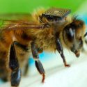 Abejas inteligentes, las agricultoras del futuro