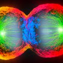 El seguimiento del desarrollo célula a célula, avance del año, según 'Science'