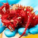 Conoce algunas de las más de 100 nuevas especies submarinas ‘de pesadilla’ recién descubiertas en Tasmania