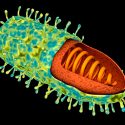 Investigadores colombianos descubren cómo se transporta el virus de la rabia