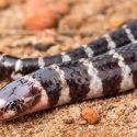 Estas son las nuevas especies que descubrimos durante el 2018