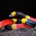 Descubren una nueva especie de serpiente... dentro del estómago de otra serpiente