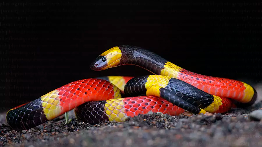 Descubren una nueva especie de serpiente... dentro del estómago de otra serpiente