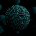 Científicos españoles descubren el secreto de los virus para zafarse del sistema inmune
