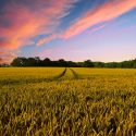 Los cultivos orgánicos también son más contaminantes que los convencionales