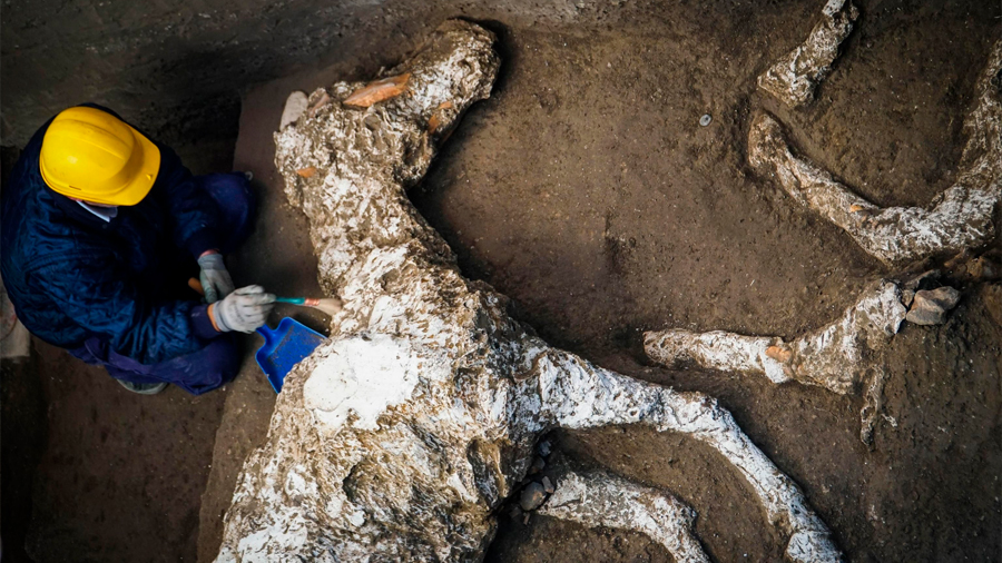 Arqueólogos descubren caballo con arnés cerca de Pompeya