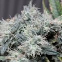 El perfil genético de tu esperma puede quedar alterado cuando te expones a cannabis