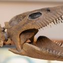 Así era el gigantesco reptil marino que vivió en Sudamérica hace 65 millones de años