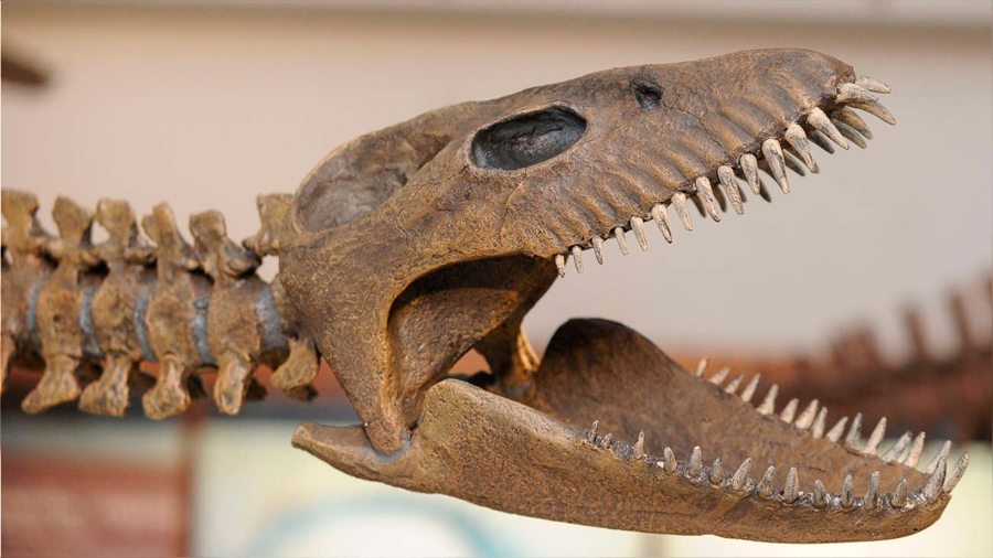 Así era el gigantesco reptil marino que vivió en Sudamérica hace 65 millones de años