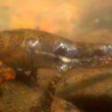 Científicos logran observar cómo un lagarto puede respirar bajo el agua